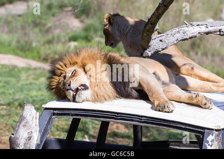 Lion mâle adulte portant sur le toit d'une voiture s'exaspère d'un cub Banque D'Images