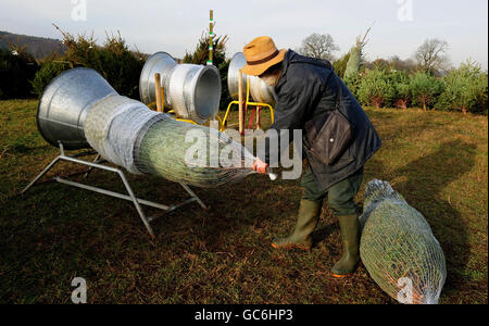 Les membres du public achetant des arbres de Noël à Bradgatetree Farm, Woodhouse Eaves, Leicestershire. Banque D'Images