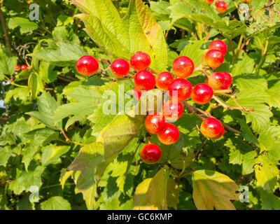 European Cranberrybush, Viburnum opulus, avec pierre rouge fruits Banque D'Images