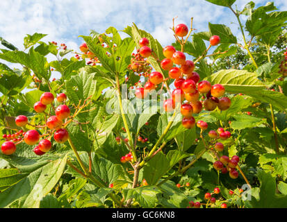 European Cranberrybush, Viburnum opulus, avec pierre rouge fruits Banque D'Images