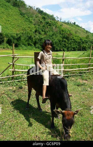 Les enfants d'Asie à la vache du troupeau, kid pays illierate et ils ont tendance ox pour aider la famille, VietNam Banque D'Images