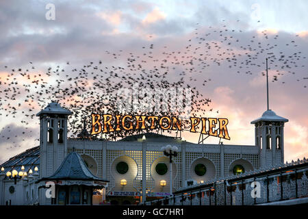 Un troupeau d'étoiles se rassemblent au-dessus de la jetée du Palace à Brighton, dans l'est du Sussex. Chaque soir, jusqu'à 40,000 étoiles exécutent leur spectacle acrobatique aérien connu sous le nom de murmuration au-dessus de la jetée où elles rôrent pour l'hiver. Banque D'Images