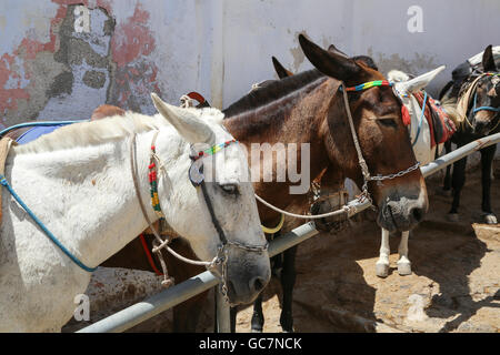 Des ânes sur la montée du port de Fira, Santorini, Grèce Banque D'Images