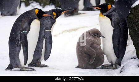 Un petit pingouin roi apprécie le temps enneigé du zoo d'Édimbourg. Banque D'Images