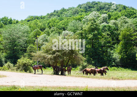Paysage rural avec troupeau de chevaux dans la région de basses montagnes près de Shapsugskaya village dans la région du Caucase du Nord en journée ensoleillée Banque D'Images