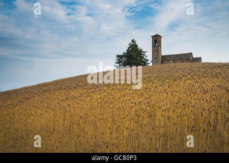 L'engrain Triticum monococcum field hill dans pedmont Italie Banque D'Images