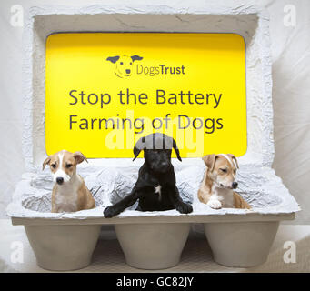 Fiducie chiens chiot farming campaign Banque D'Images