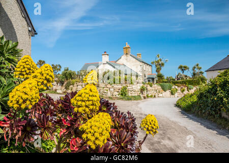 Aeonium en fleur, Vieux Grimsby, Tresco, Isles of Scilly Banque D'Images