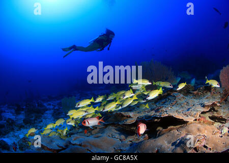 Scuba Diver explore les récifs coralliens tropicaux Banque D'Images