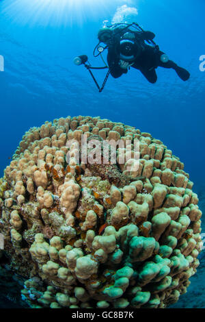 Grand Stylophora coraux durs. Poisson-pierre au sommet observé par un plongeur photographe Banque D'Images