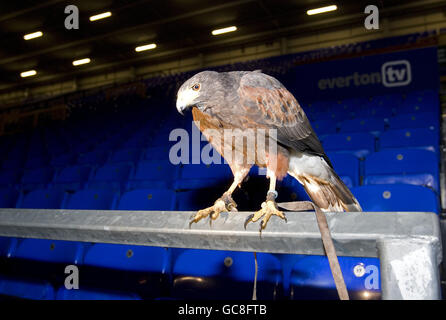 Football - Hawk Chasing pigeons - Goodison Park.Une vue générale du faucon utilisé par Everton pour garder les pigeons à distance au parc Goodison Banque D'Images