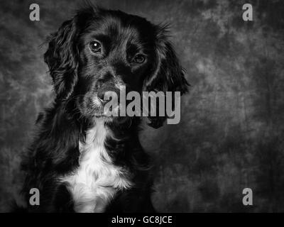6 mois vieux Cocker Anglais appelé Mac Banque D'Images