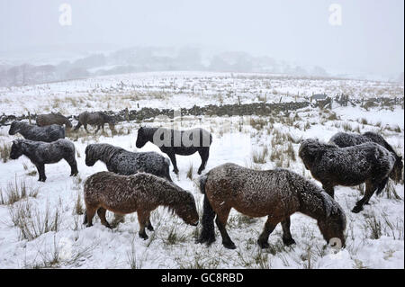 Dartmoor poneys brave la neige fraîche qui tombe dans le sud-ouest du Royaume-Uni près de Two Bridges, Dartmoor, Devon. Banque D'Images