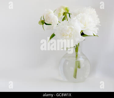 Pivoine blanche en vase en verre sur fond blanc Banque D'Images