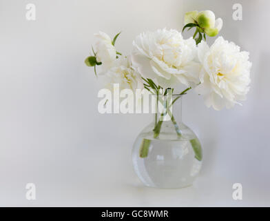 Pivoine blanche en vase en verre sur fond blanc Banque D'Images