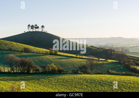 Colmer's Hill Springtime Banque D'Images