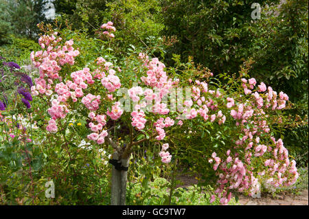 Arbre à fleurs rose rose (Rosa) dans le Chalet à RHS Rosemoor, Devon, England, UK Banque D'Images