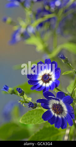 Jardin des fleurs dans la cinéraire bleu Banque D'Images