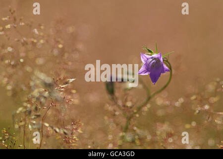 Fleurs jacinthes d'offres Banque D'Images