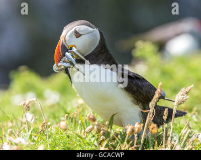 Puffin à bec en anguille de sable Banque D'Images