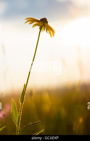 Fleur simple en face de coucher du soleil Banque D'Images