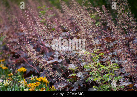 Suceur plat et alumroots en fleurs gazanias Heuchera micrantha Palace Gazania gros baiser bande blanche Banque D'Images