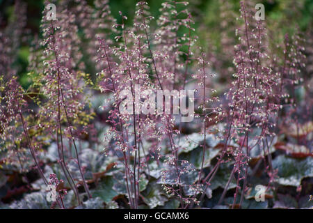 Suceur plat et alumroots en fleurs gazanias Heuchera micrantha Palace Gazania gros baiser bande blanche Banque D'Images