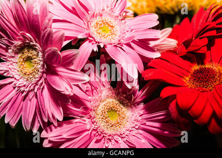 Rose et rouge bouquet de fleurs close up avec de longs pétales Banque D'Images