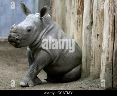 White Rhino Bébé Banque D'Images