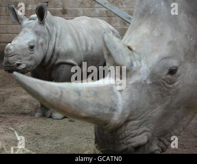 White Rhino Bébé Banque D'Images