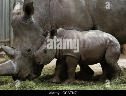 White Rhino Bébé Banque D'Images