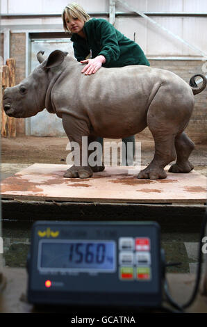 White Rhino Bébé Banque D'Images