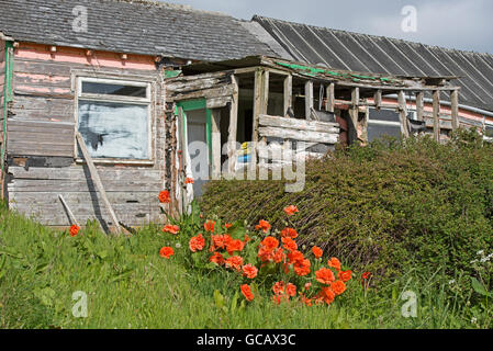 Une fois qu'une habitation en bois maintenant un hangar et jardin négligé sur les îles Orkney Ecosse. 10 572 SCO. Banque D'Images