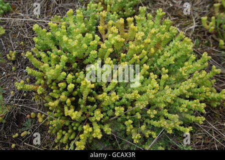 Steppe. L'humidité et pauvres, sans arbres généralement plat avec la végétation herbacée en zone sèche. prairie, veld, veldt Banque D'Images