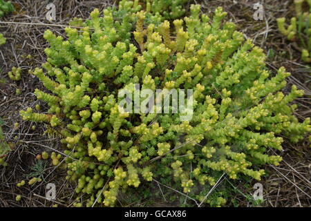 Steppe. L'humidité et pauvres, sans arbres généralement plat avec la végétation herbacée en zone sèche. prairie, veld, veldt Banque D'Images