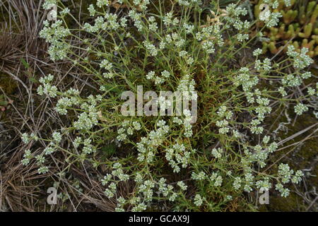 Steppe. L'humidité et pauvres, sans arbres généralement plat avec la végétation herbacée en zone sèche. prairie, veld, veldt Banque D'Images