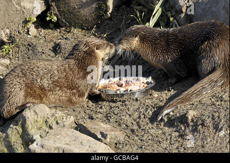 Les Loutres De La Riviere Nord Americaine Haha A Gauche Et Minnie Mangeront Un Gateau D Anniversaire Prepare Specialement Contenant Du Poulet De La Carotte De La Pomme Des Rats Des Crevettes Bleuets Et Surmontes