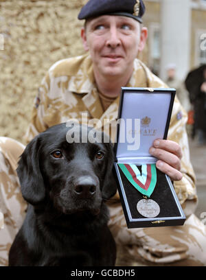 Chien de l'armée remporte la médaille Dickin Treo Banque D'Images