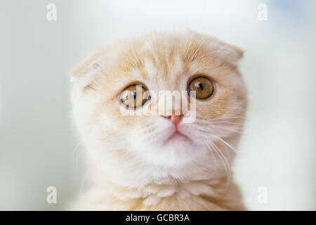 Close up of Scottish Fold chaton Banque D'Images