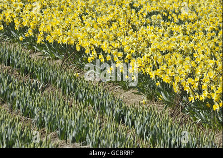 Les jonquilles en fleurs se développent aux côtés de jeunes pousses en rangées dans un champ de Cornwall. Banque D'Images