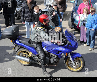 Un chien se joint à l'équipe de motards pour participer à une grande balade en moto à travers Wootton Bassett, dans le Wiltshire, en aide à l'organisme de bienfaisance afghan Heroes pour honorer les troupes tuées en Afghanistan. Banque D'Images