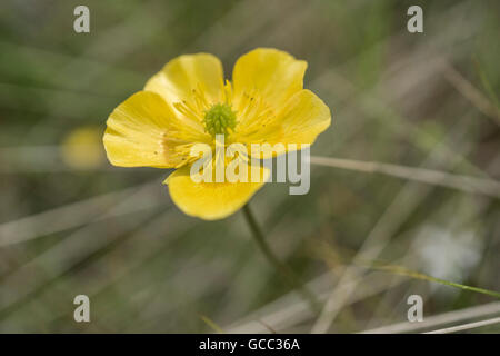 La renoncule rampante (Ranunculus repens) dans une montagne Banque D'Images