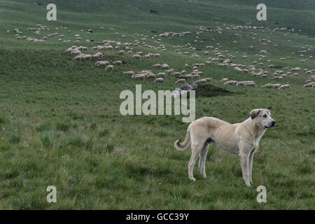 Gardien de bétail chien gardant un grand troupeau de moutons dans les montagnes Banque D'Images