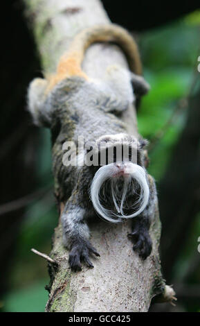 Un empereur de singes Tamarin se trouve dans une succursale de Rainforest Life au zoo de Londres ZSL (Société zoologique de Londres), une forêt tropicale vivante, construite à l'intérieur d'un dôme géant, qui sera un site de reproduction géant pour les singes, les paresseux, les oiseaux et les oiseaux en liberté. Banque D'Images