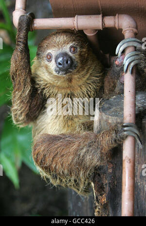 Le Zoo de Londres Vie Rainforest Banque D'Images