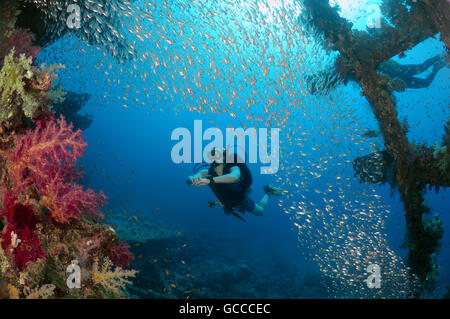 Mer Rouge, Egypte, Egypte. 3e Mar, 2016. Homme scuba diver à l'intérieur de l'épave du Carnatic SS avec une école de glassfish (Parapriacanthus ransonneti), mer Rouge, Egypte © Andrey Nekrasov/ZUMA/ZUMAPRESS.com/Alamy fil Live News Banque D'Images