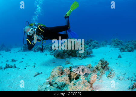 Mer Rouge, Egypte. 3e Mar, 2016. Plongeur mâle avec une pompe à taches blanches (Arothron hispidus), Shark Yolanda Reef, parc national Ras Mohammed, le Sinaï, Charm el-Cheikh, Red Sea, Egypt, Africa © Andrey Nekrasov/ZUMA/ZUMAPRESS.com/Alamy fil Live News Banque D'Images