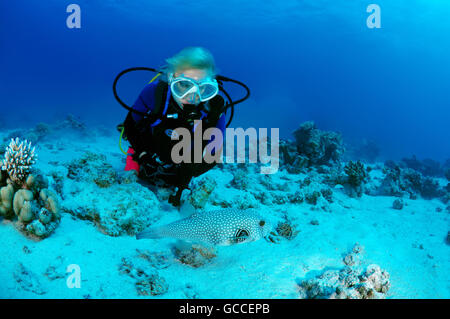 Mer Rouge, Egypte. 3e Mar, 2016. Plongeur femelle avec une pompe à taches blanches (Arothron hispidus), Shark Yolanda Reef, parc national Ras Mohammed, le Sinaï, Charm el-Cheikh, Red Sea, Egypt, Africa © Andrey Nekrasov/ZUMA/ZUMAPRESS.com/Alamy fil Live News Banque D'Images