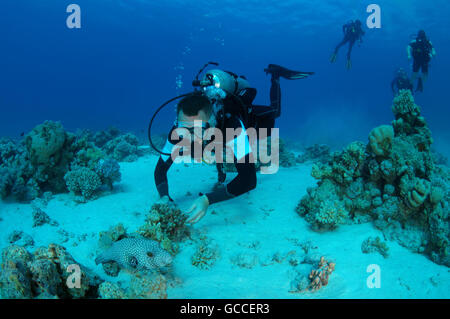 Mer Rouge, Egypte. 3e Mar, 2016. Plongeur mâle avec une pompe à taches blanches (Arothron hispidus), Shark Yolanda Reef, parc national Ras Mohammed, le Sinaï, Charm el-Cheikh, Red Sea, Egypt, Africa © Andrey Nekrasov/ZUMA/ZUMAPRESS.com/Alamy fil Live News Banque D'Images