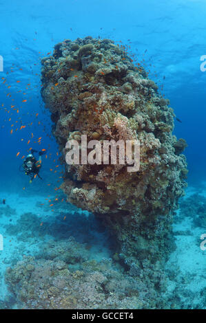 3 mars 2016 - Mer Rouge, Egypte - Homme de plongée sous marine avec une école de sébastolobe anthias (Pseudanthias squamipinnis) au pilier de corail, Mer Rouge, Egypte, l'Afrique, Quseir (crédit Image : © Andrey Nekrasov/ZUMA/ZUMAPRESS.com) fil Banque D'Images